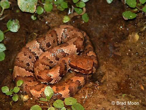 Agkistrodon piscivorus foraging