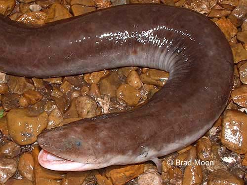 Amphiuma tridactylum