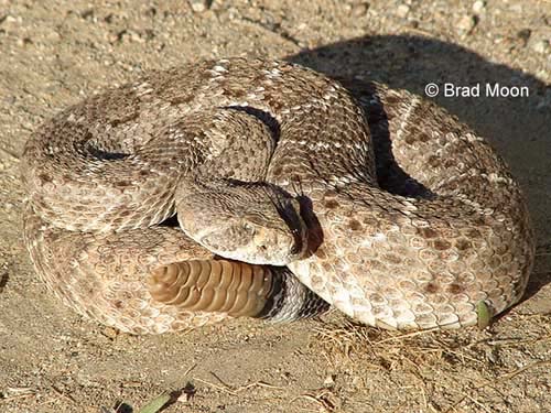 Crotalus atrox