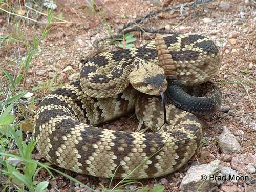 Crotalus molossus