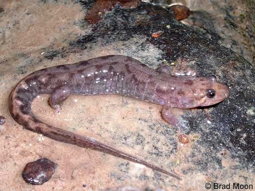 Desmognathus monticola