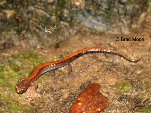 Plethodon cinereus & mosquito