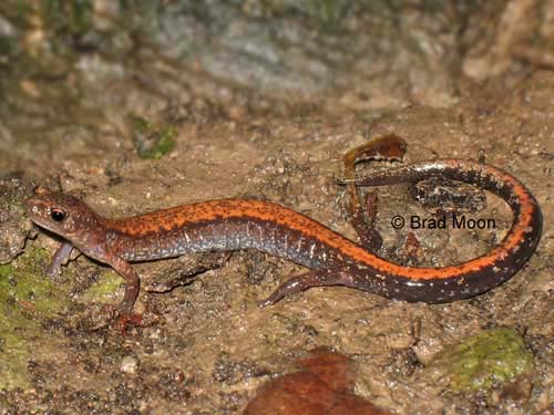 Plethodon cinereus 2212d