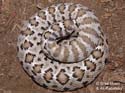 Crotalus catalinensis 2