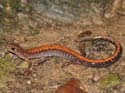 Plethodon cinereus 2212d