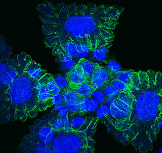 Developing shield cell