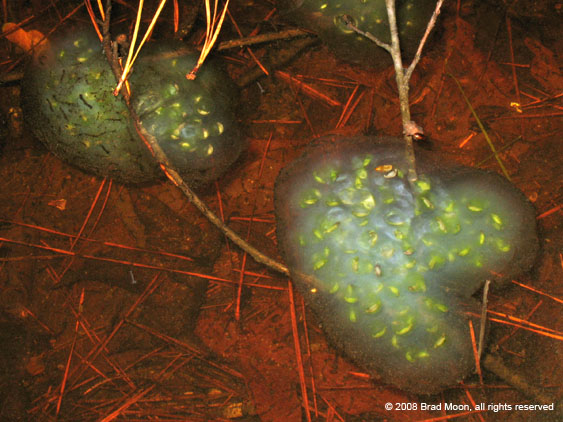 123 Ambystoma maculatum eggs 0009b