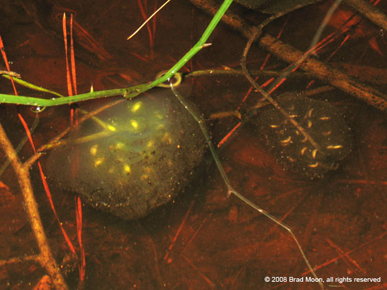 124 Ambystoma maculatum & A talpoideum eggs 0028b