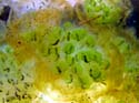 125 Ambystoma maculatum eggs 1