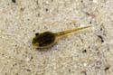 194 Pseudacris crucifer tadpole 5149