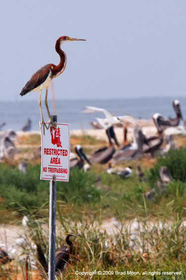 0260 Tricolored Heron on signpost 9309a