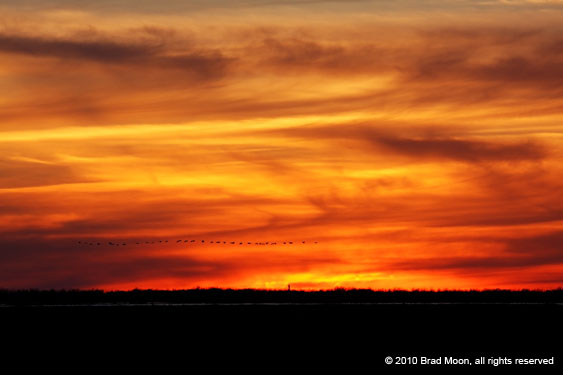0380 Geese flying over sunset 7236a