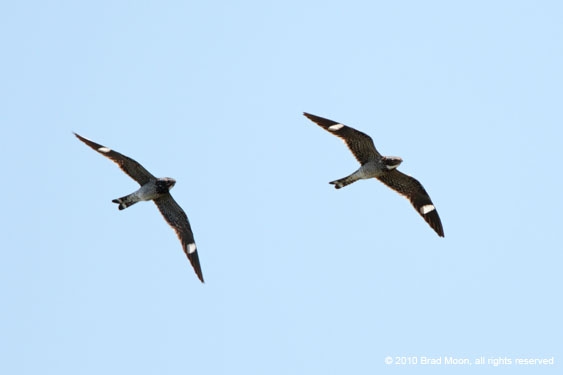 0925 Common Nighthawks in flight 0397a