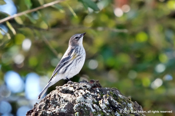 1710 Yellow-rumped Warbler 4978a