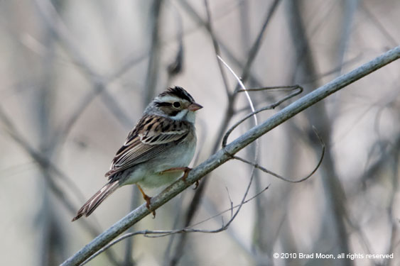 1920 Clay-colored Sparrow 0078a