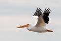 0110 American White Pelican in flight 6357a
