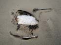 0140 Brown Pelican dead on beach 3156b