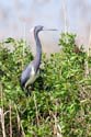 0230 Tricolored Heron 8794a