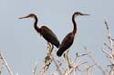 0250 Tricolored Heron fledgelings 9362a