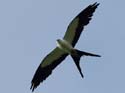 0410 Swallow-tailed Kite