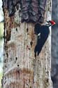 1020 Pileated Woodpecker at nest hole 8611a