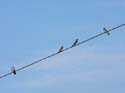 1220 Swallows on wire 0641b