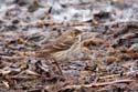 1500 American Pipit 4706a