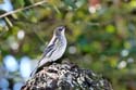 1710 Yellow-rumped Warbler 4978a
