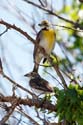 1840 Dickcissels 0377a
