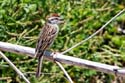 1915 Chipping Sparrow 0143a