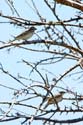 1930 Lark Sparrows 0271a