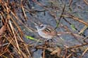 1970 Swamp Sparrow 4651a