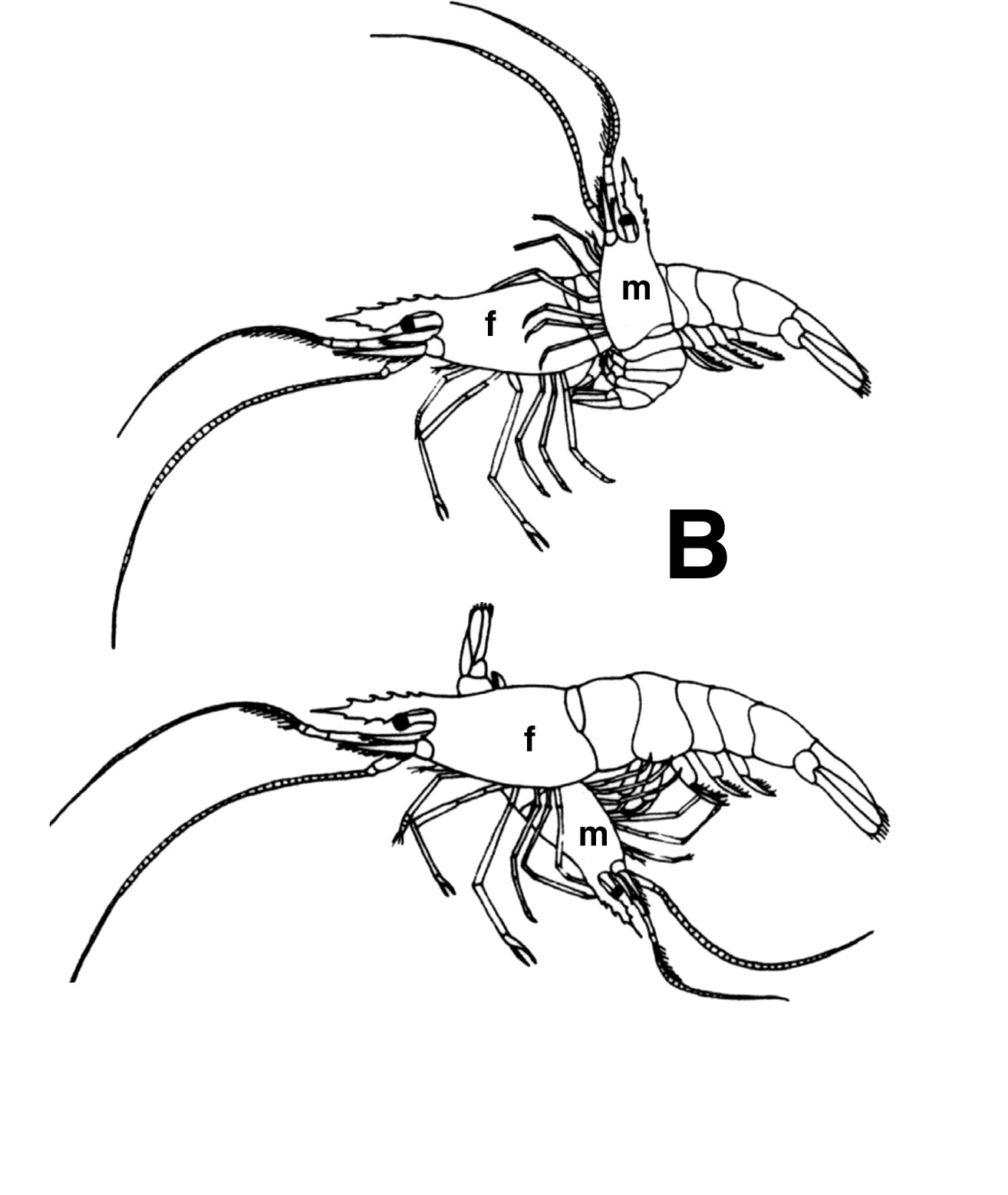 palaemonetes mating