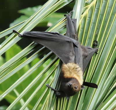 Lauren Walling image