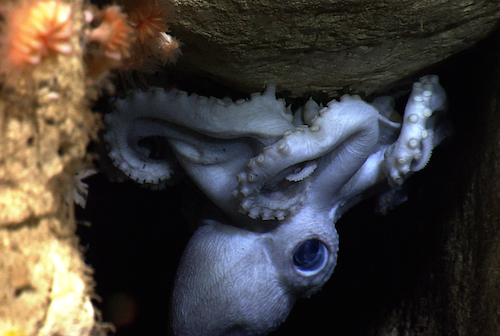 Deep-sea bamboo coral polyps